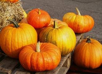 verschiedene Kürbissorten