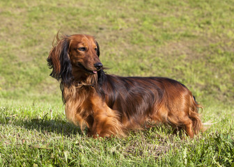 Longhair dachshund sitting red colors