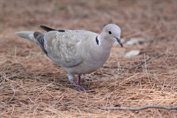 Eurasian collared dove