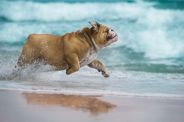 Happy dog Bulldog running at the sea