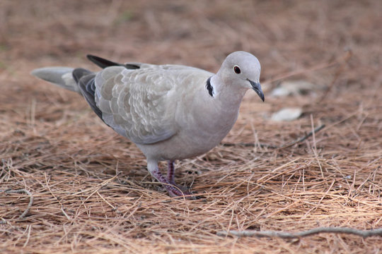 Eurasian Collared Dove