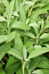 Fresh Sage