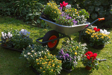 Wheelbarrow and trays with new plants - 35640974