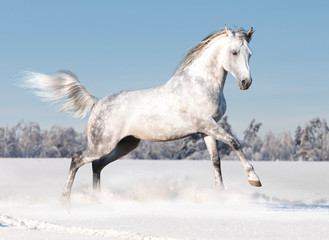 Plakat biały koń w zimie