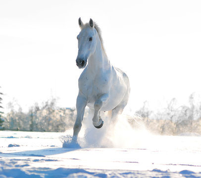 White Winter Horse