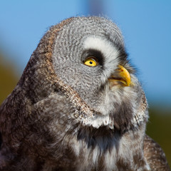Hibou