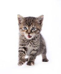 Obraz premium Cute kitten over white