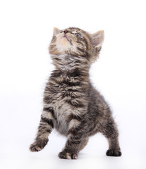 Cute kitten over white