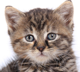 Kitten portrait