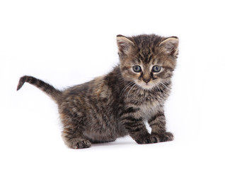 Cute kitten over white