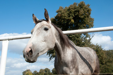 portret szarego konia