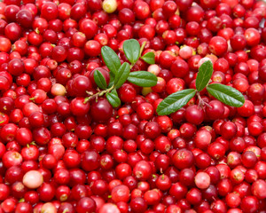 ripe cranberries
