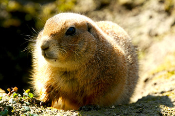 Gopher