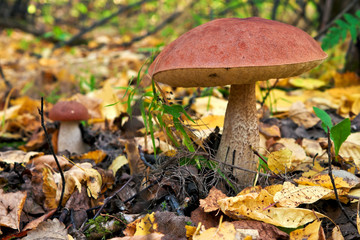 Mushroom in the autumn forest.
