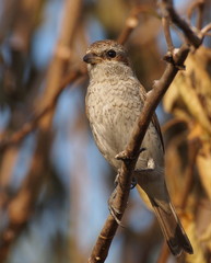 Red backed Shrike, lanius collurio