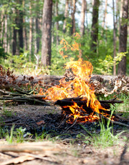 campfire in the forest