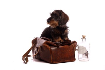 junger Hund Dackel schaut aus Tierarztkoffer raus