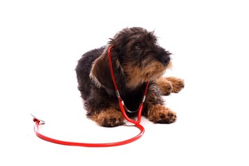 liegender kleiner Hund Dachsel mit Stethoskop in Ohren