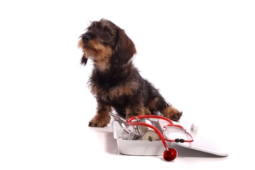 sitzender kleiner Hund Dackel beim Tierarzt