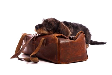 schlafender Hund Dackel auf Tierarzt Koffer