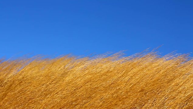 gramineous grass - agriculture advertisement
