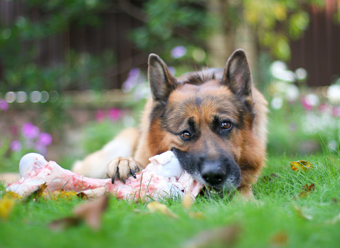 German Shepherd Dog Chewing On A Bone In Garden