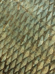 Fish scale texture © Dmitry Knorre