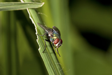 fly