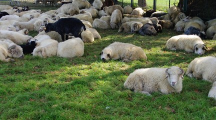 Owieczki na hali