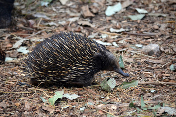 echidna