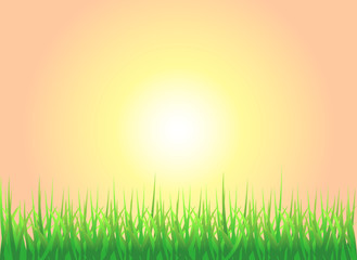 Fototapeta na wymiar Sunset Grass Background