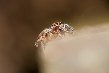 jumping spider