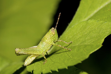 grasshopper