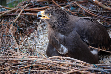 Steppe Eagle in Nest