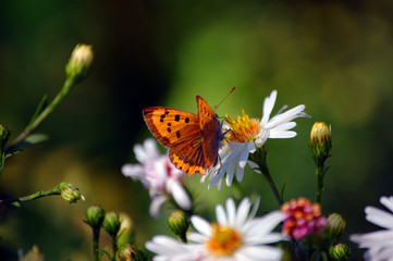 Butterfly on Flower