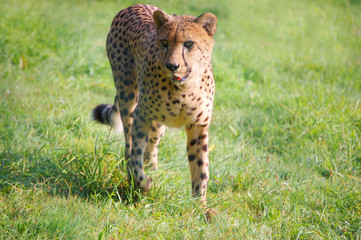 Cheetah very close portrait