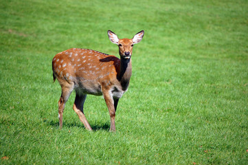 Deer Doe Standing in Grass