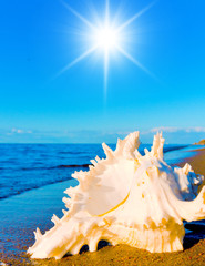 Obraz na płótnie Canvas Shell Sea Summer