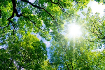Summer Hight Forest Landscape