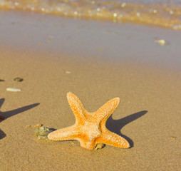 Cast Onto a Shore