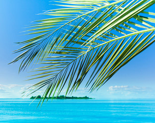 Fototapeta na wymiar Landscape Palm Concept