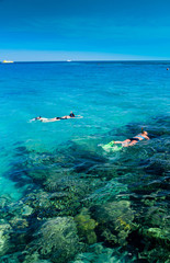 Naklejka na ściany i meble Snorkeling in a Coral Sea