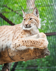 Siberian lynx in a zoo. A close up