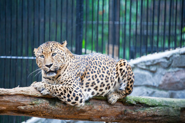 Obraz premium jaguar has a rest