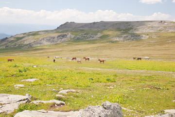 Mountain Altai. A beautiful landscape with horse