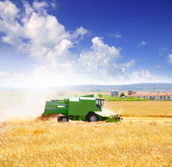 Fototapeta premium Combine harvester harvesting wheat cereal