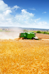 Combine harvester harvesting wheat cereal
