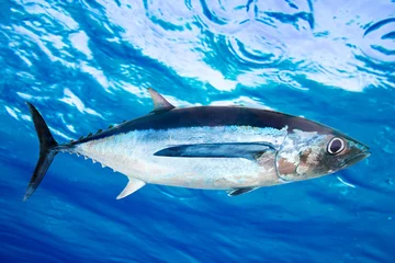 Crédence de cuisine en verre imprimé Pêcher Albacore tuna fish Thunnus Alalunga