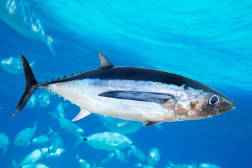 Crédence de cuisine en verre imprimé Pêcher Thon germon Thunnus Alalunga