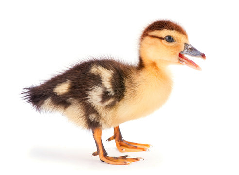 One baby duck